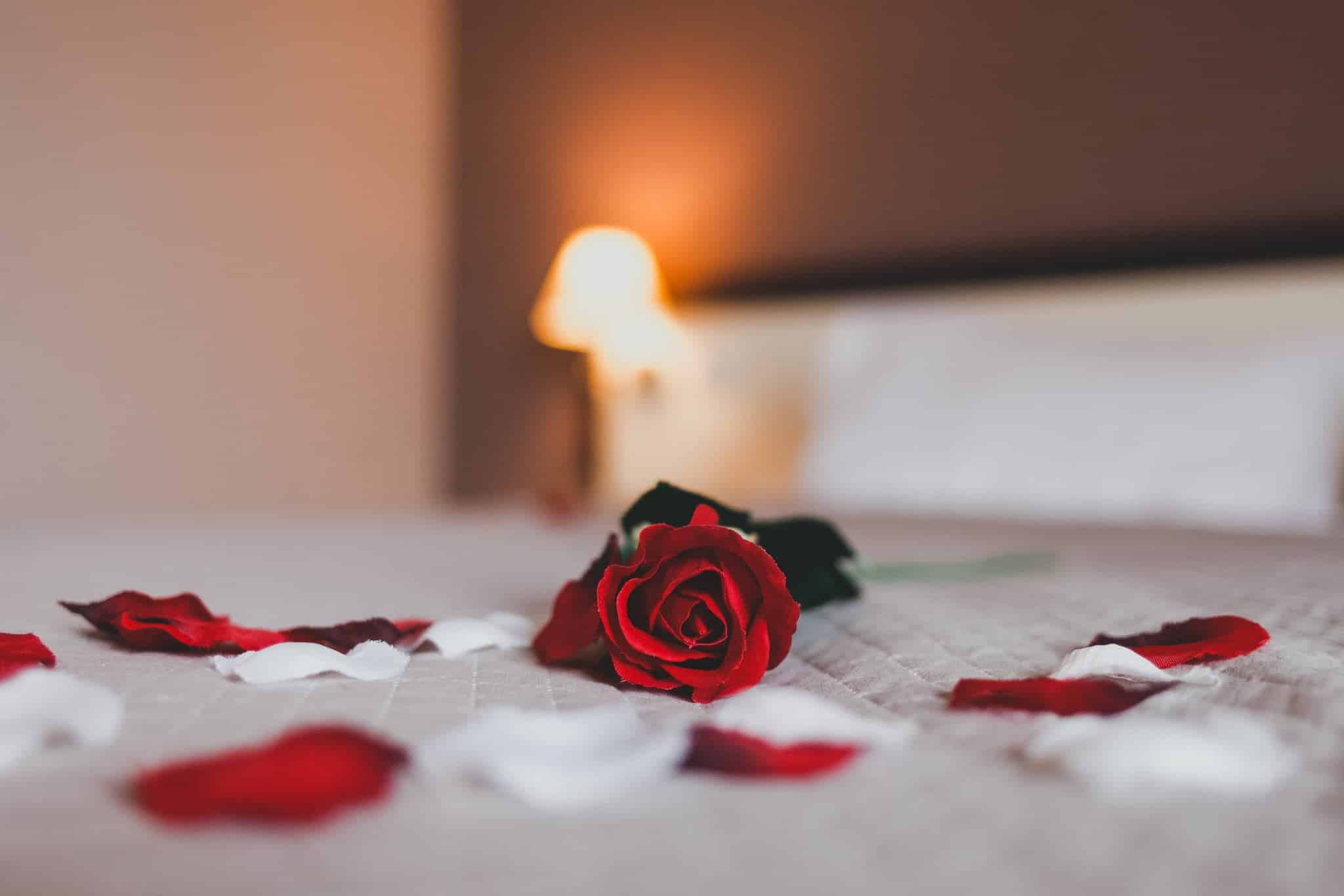 rose on the bed in the hotel rooms rose and her p 2024 10 18 08 19 52 utc scaled